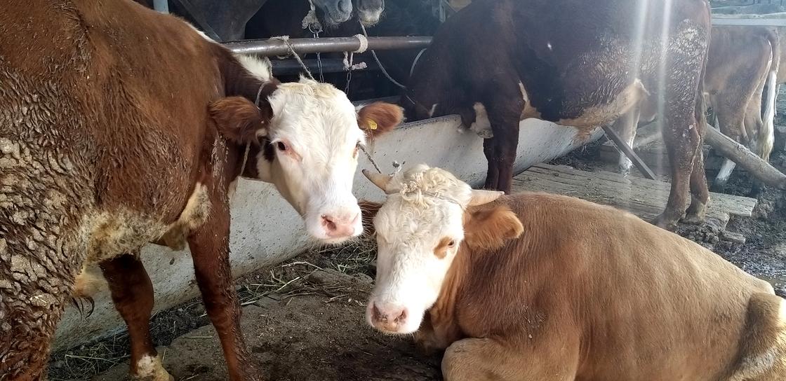 "Много трудностей": продавцы скота рассказали о затратах на содержание коровы