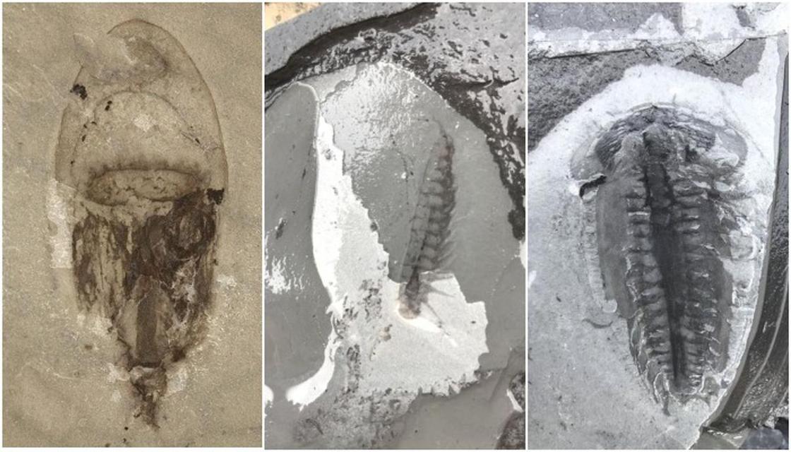 В Китае найдены тысячи неизвестных науке окаменелостей