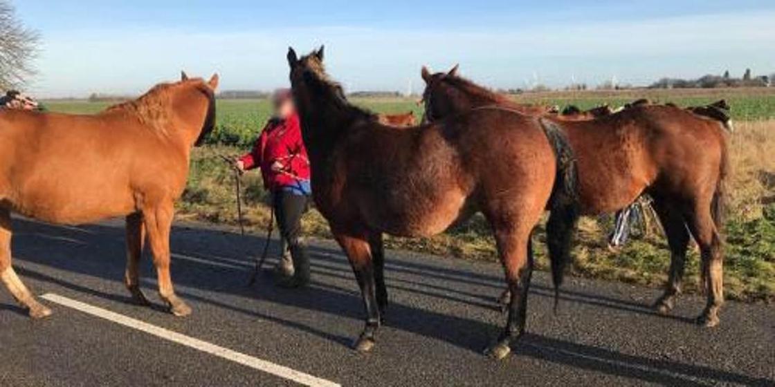 "Чудом выжили": жители Атырау жалуются на ДТП, совершенные из-за беспризорных лошадей