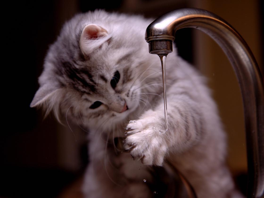 Кот трогает лапой струю воды из крана