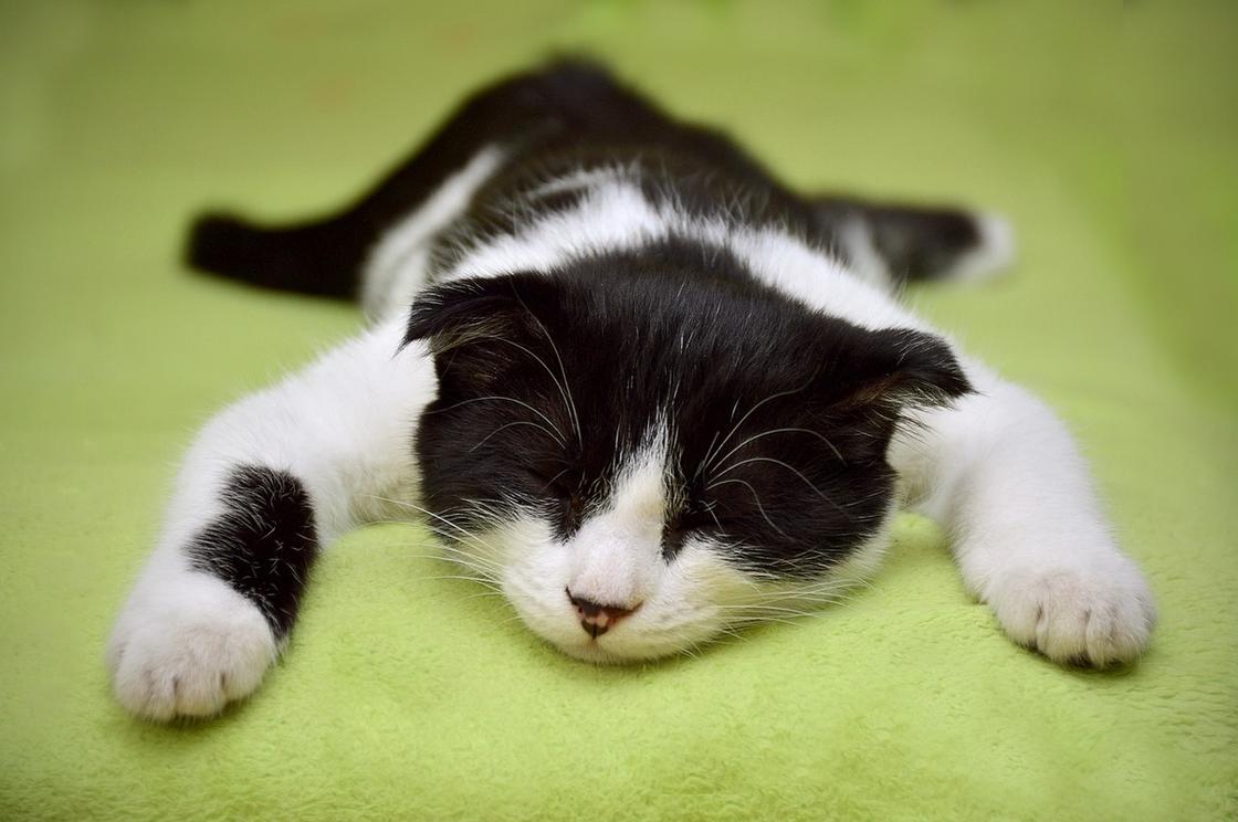 Черно-белый котенок спит, раскинув лапы в разные стороны