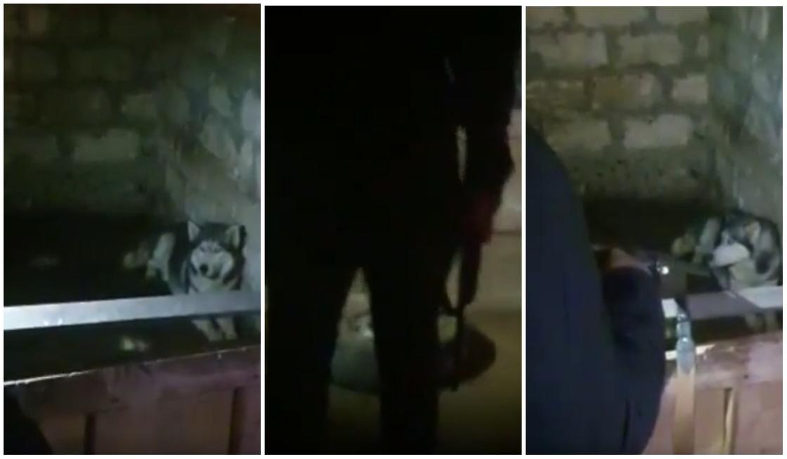 Мужчины стреляли в хаски: видео расправы распространили в Казнете (18+)