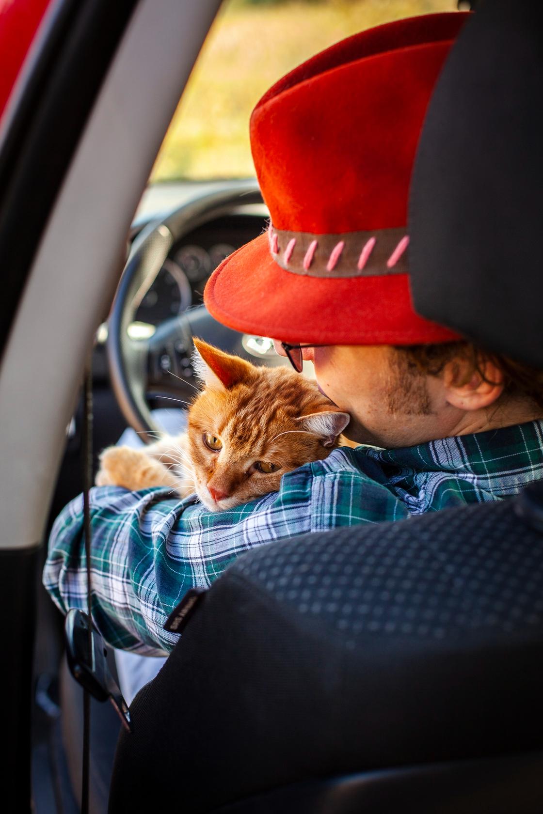 Кот с хозяином в машине