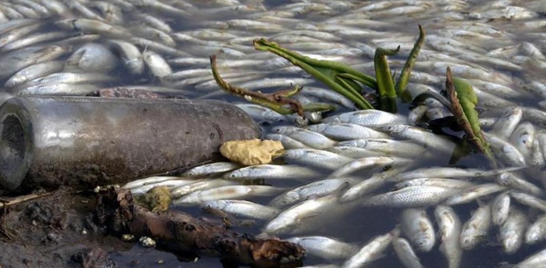 Тонну погибшей рыбы вытащили из реки Урал: начато уголовное дело (видео)