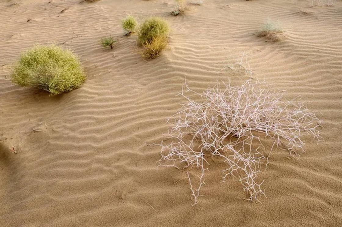 Редкие кустики растений в песках
