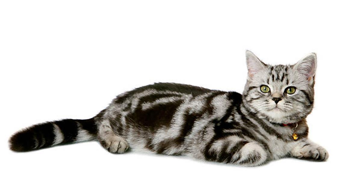 полосатая кошка с ошейником лежит, подвернув под себя лапки