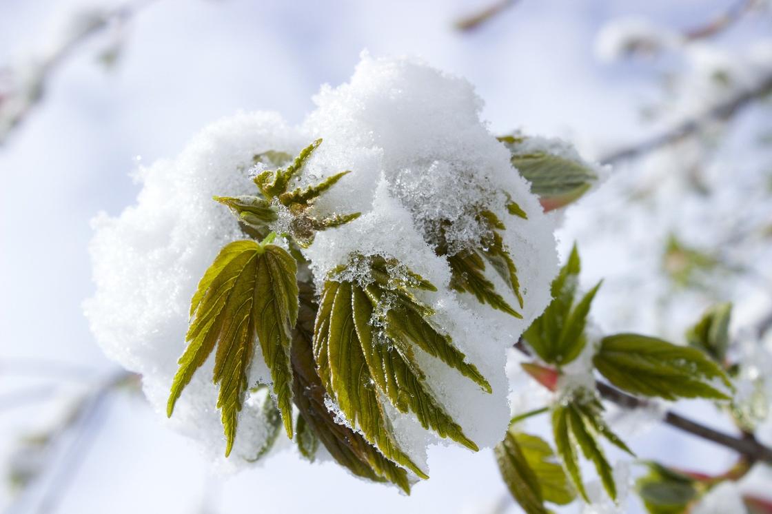Снег и заморозки ожидаются в Алматы и Нур-Султане