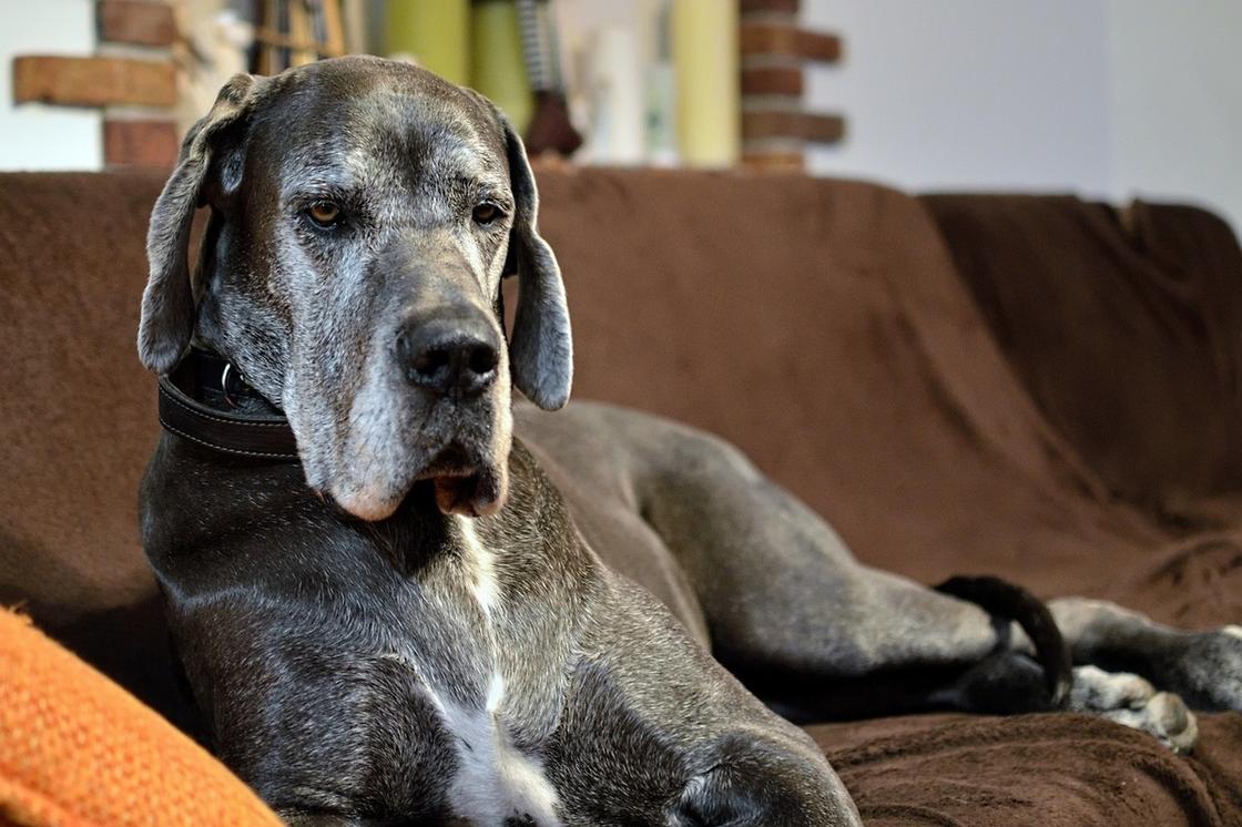 Большая серая собака с висящими ушами сидит на диване