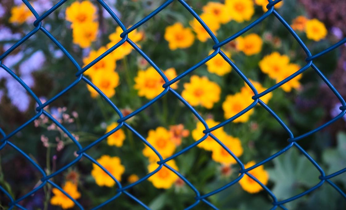 Забор из сетки-рабицы, цветы на заднем плане