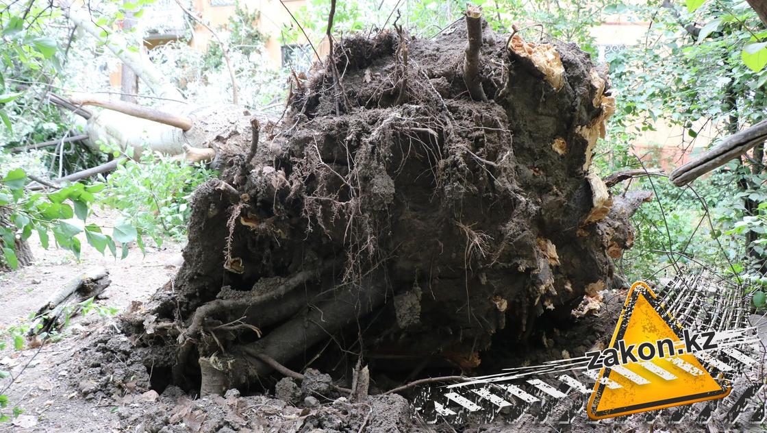 В Алматы дерево рухнуло на жилой дом