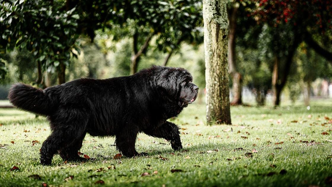 Большая черная лохматая собака гуляет на траве в парке