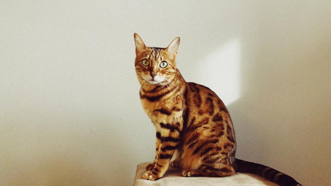 Кошка с золотистым леопардовым окрасом сидит на пуфике и уперлась лапами в поверхность
