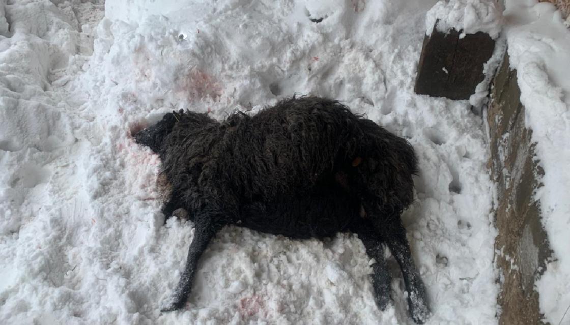 Растерзанных овец нашли под Павлодаром: на них могли напасть волки