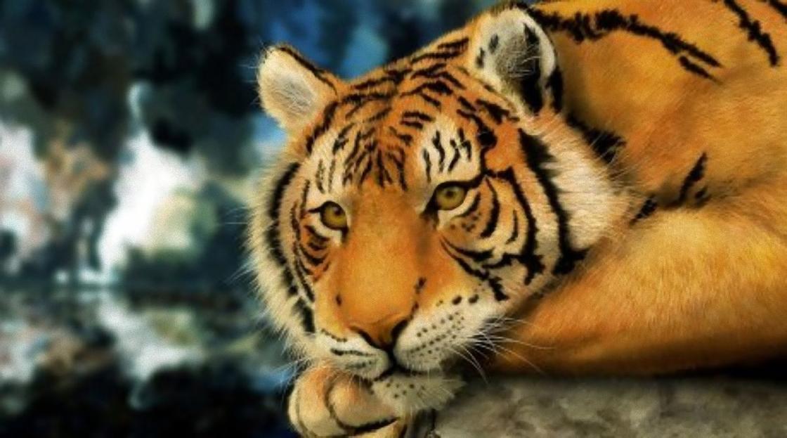 Tiger Tiger