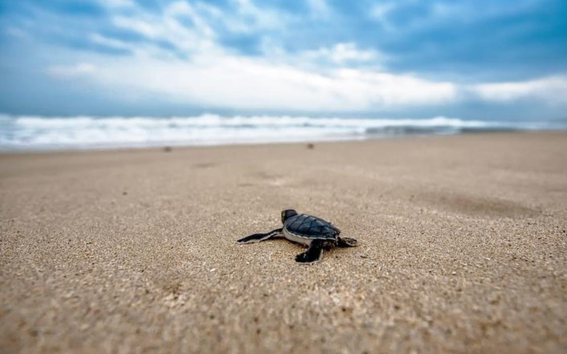 Детеныш морской черепахи ползет по песку