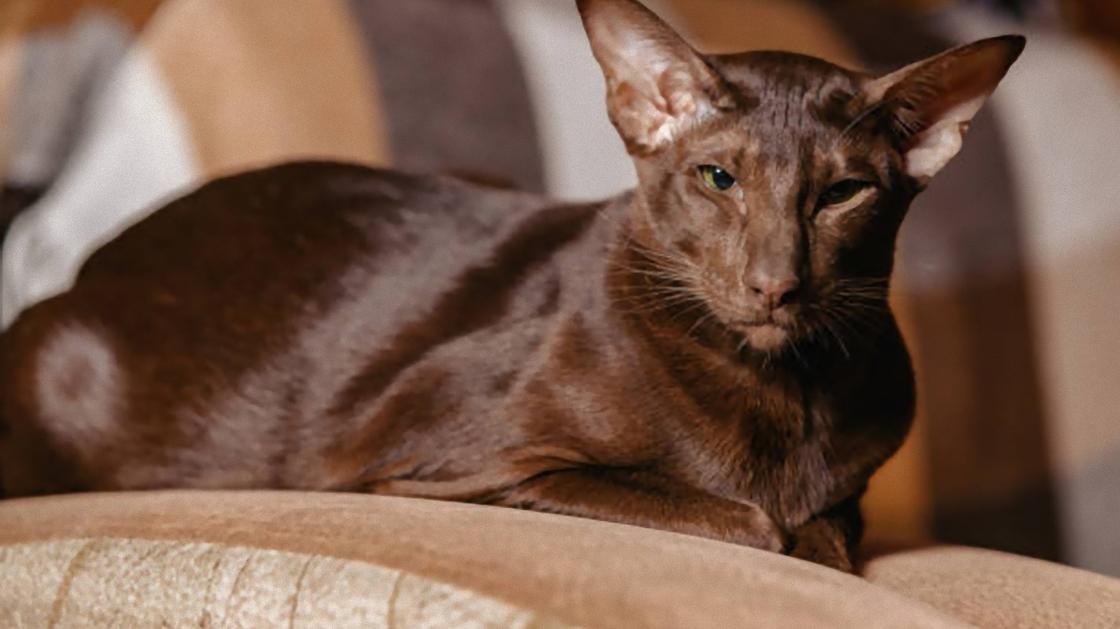Кошка с коричневым окрасом шерсти и ьольшими ушами сидит на подушке, поджав под себя все лапы