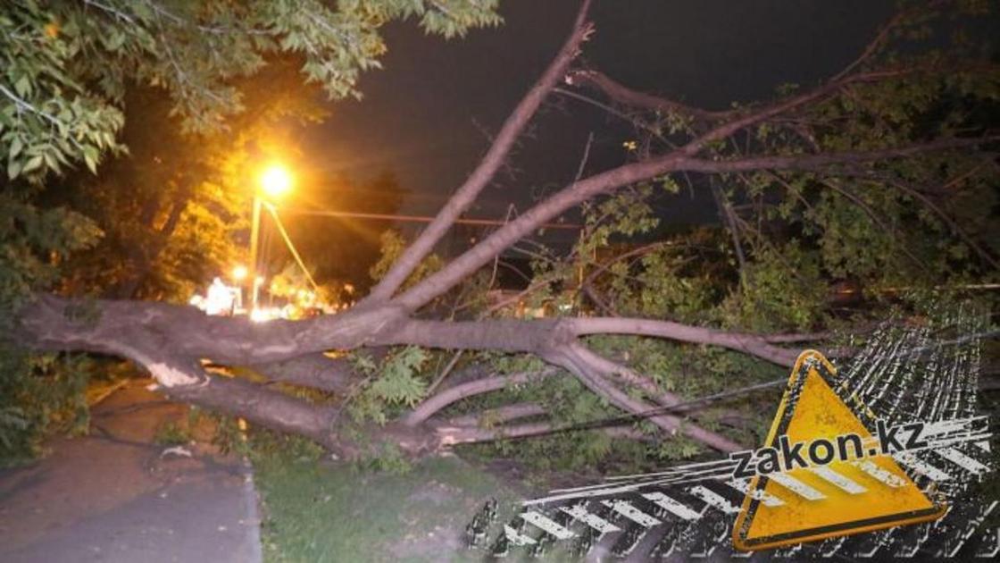 Дерево упало,оборвало провода и перегородило движение на Жангельдина в Алматы (фото)