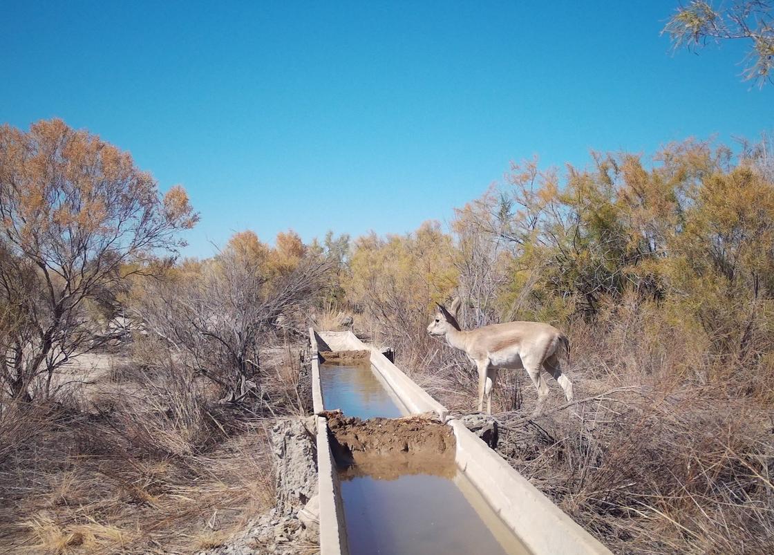 Джейраны пьют воду