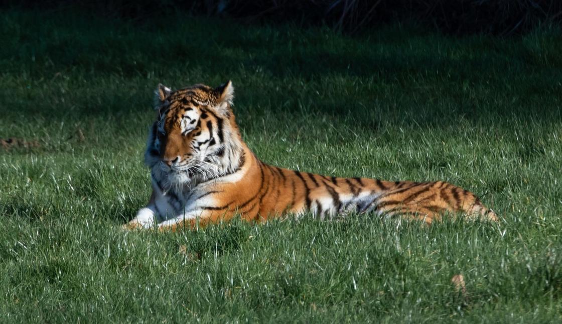 Спящий амурский тигр