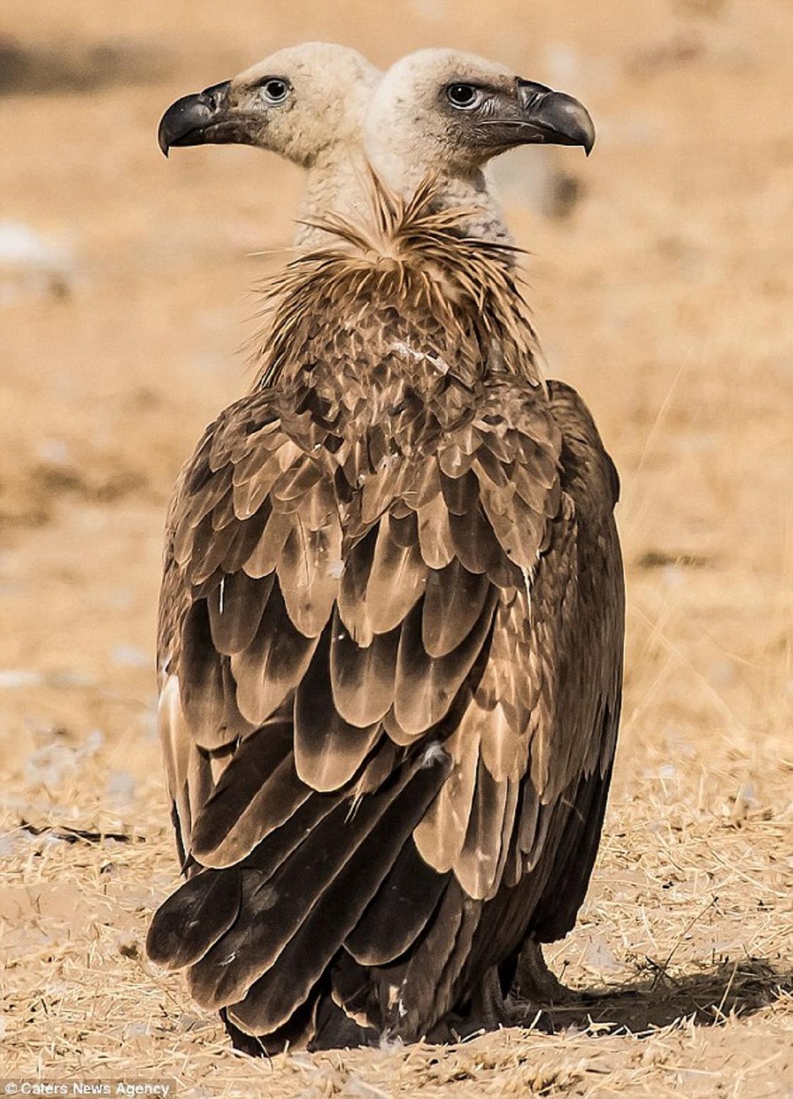 Двуглавый орел