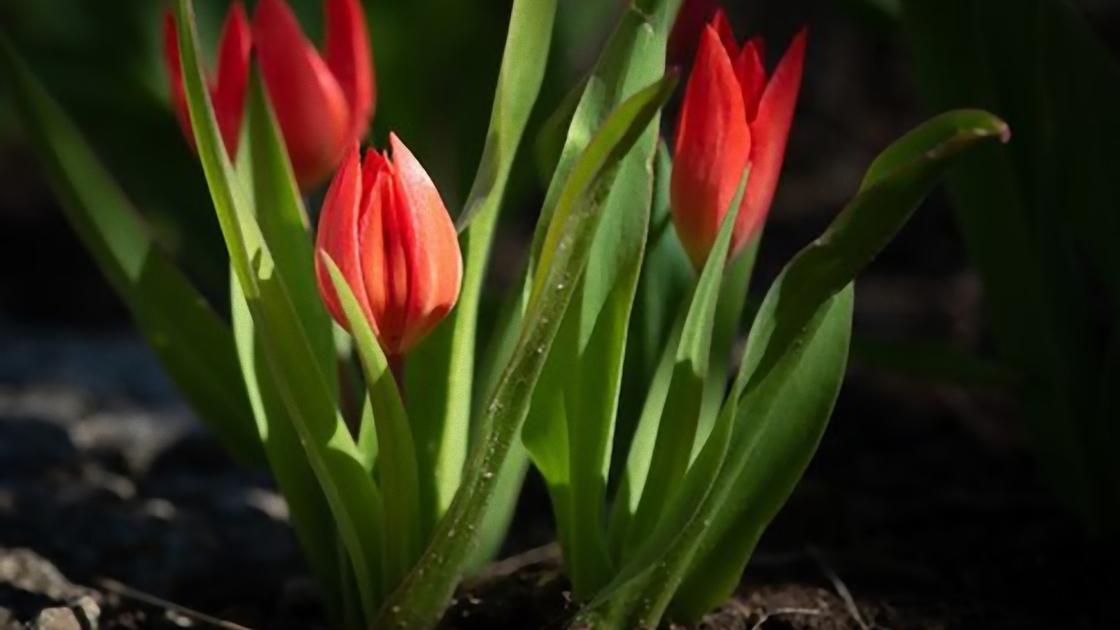 Цветут красные тюльпаны