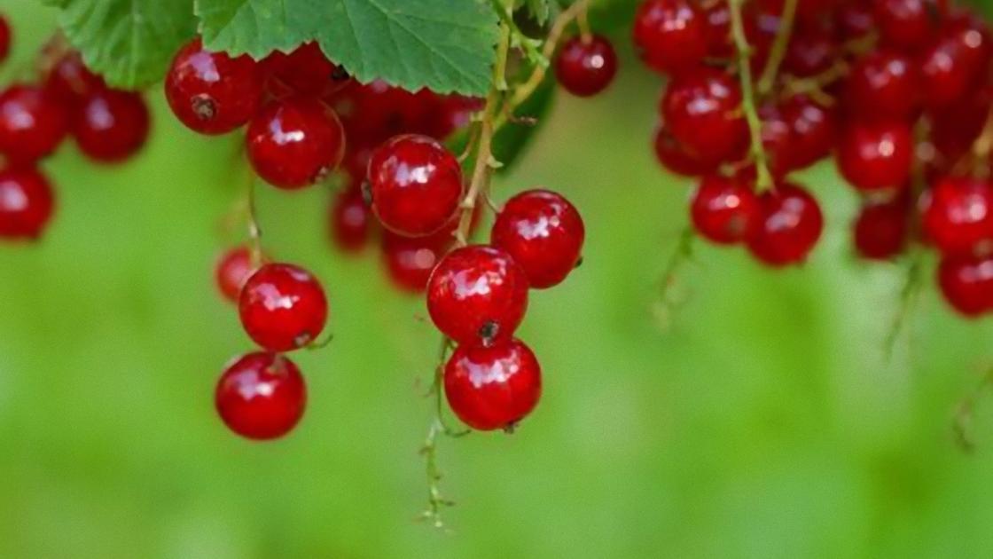 Красная смородина висит на веточках Красная смородина висит на веточках