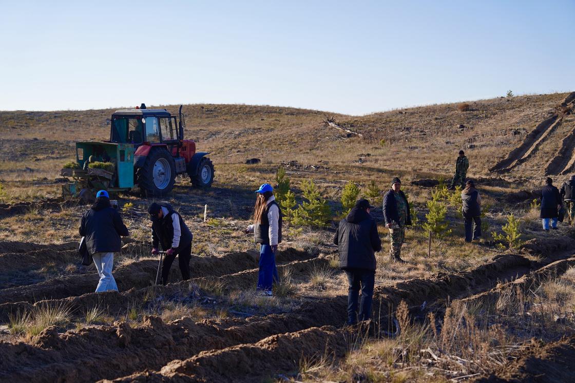 Home Credit Bank Абай облысындағы орманды қалпына келтіруге үлес қосты