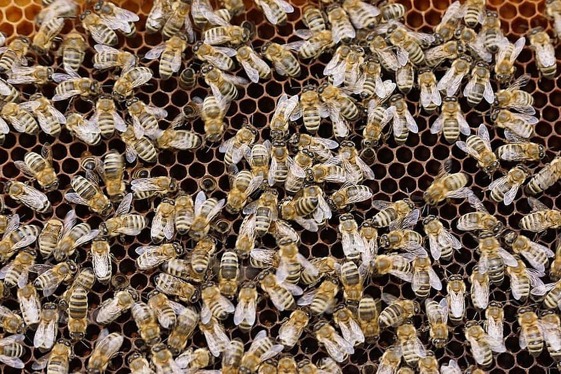 К чему снятся пчелы: толкование по разным сонникам