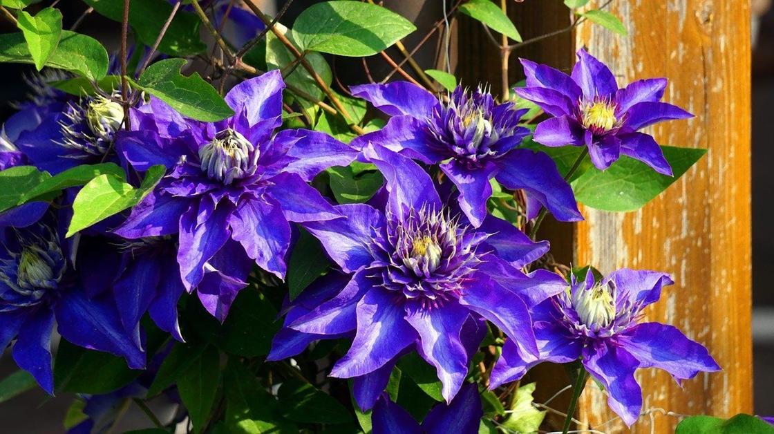 Большие цветки клематиса с фиолетовыми лепестками