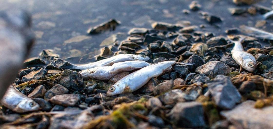 3 тонны мертвой рыбы: причину массовой гибели рыб в Урале назвали в Атырау