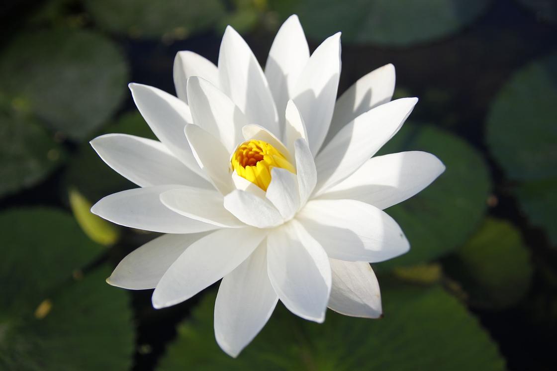 Белый крупный цветок