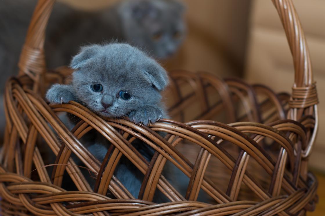 Котенок в корзинке Котенок в корзинке