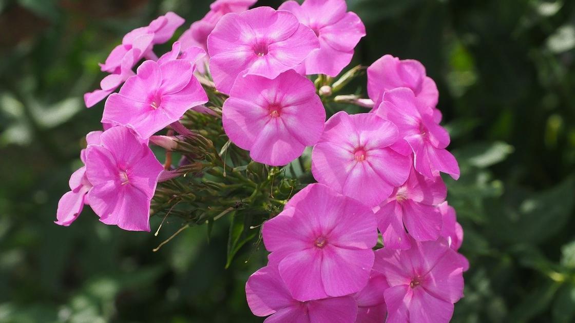 Соцветие метельчатого флокса розового цвета