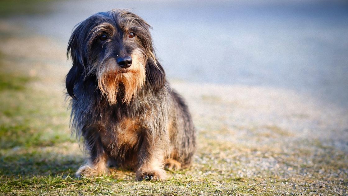 Собака с полудлинной коричневой шерстью и опущенными ушами сидит на дорожке