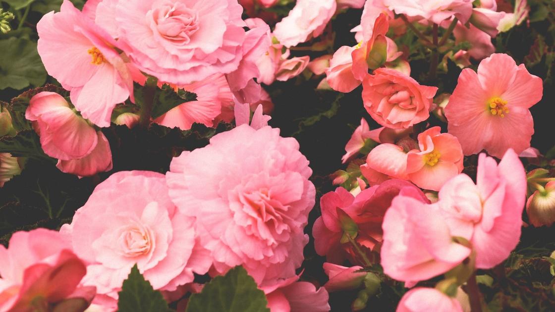 Розовые махровые цветки бегонии
