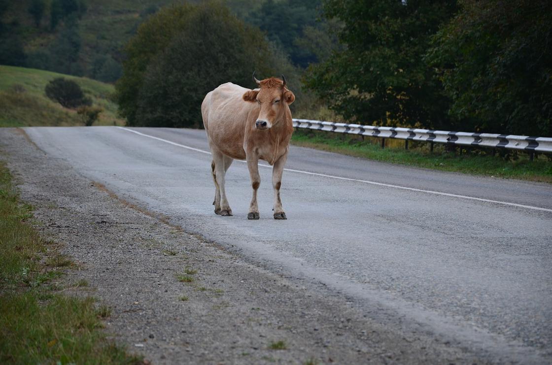 Корова стоит на проезжей части