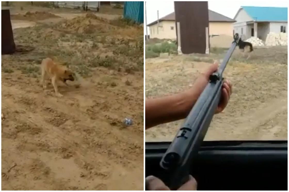 Двое мужчин стреляли по собакам близ Атырау (видео)