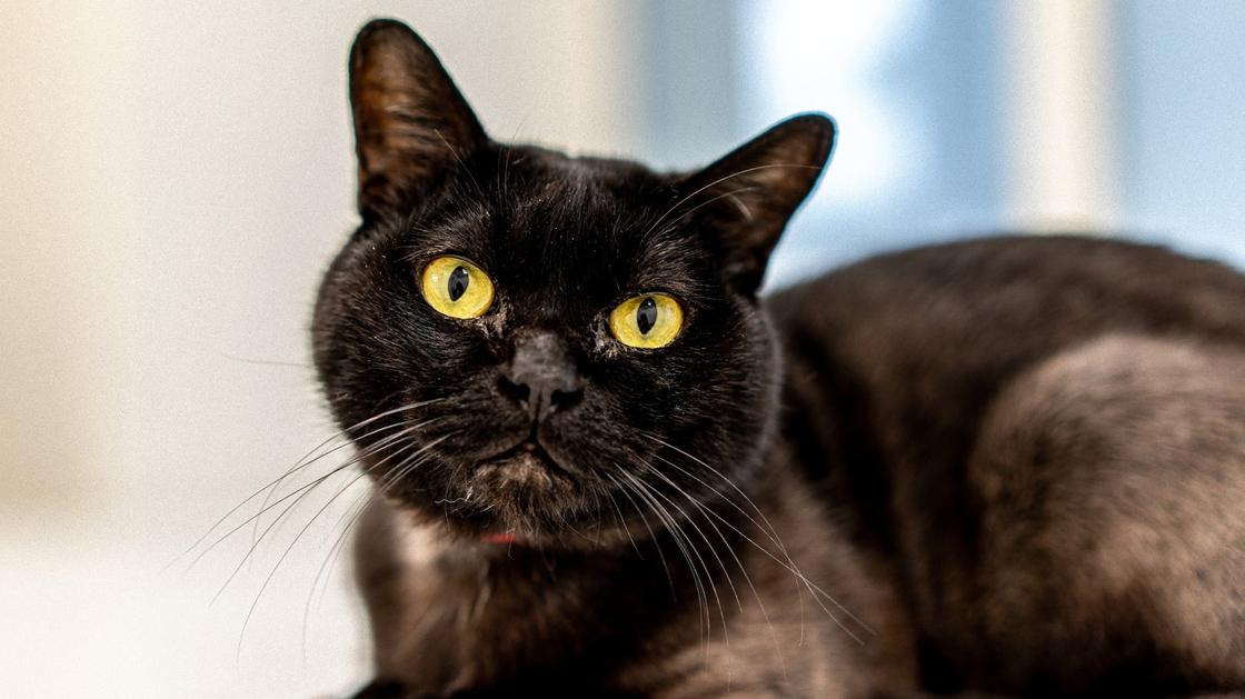 черная кошка с большими желто-зелеными глазами сидит и внимательно смотрит