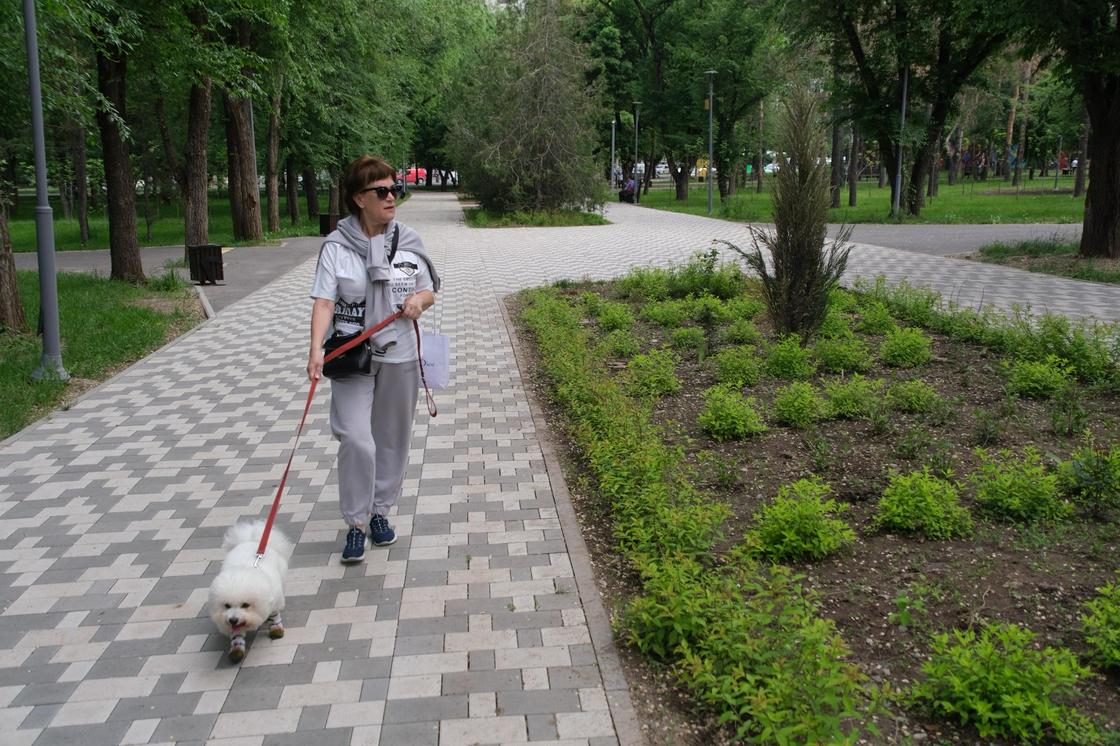 Выгул собаки Выгул собаки