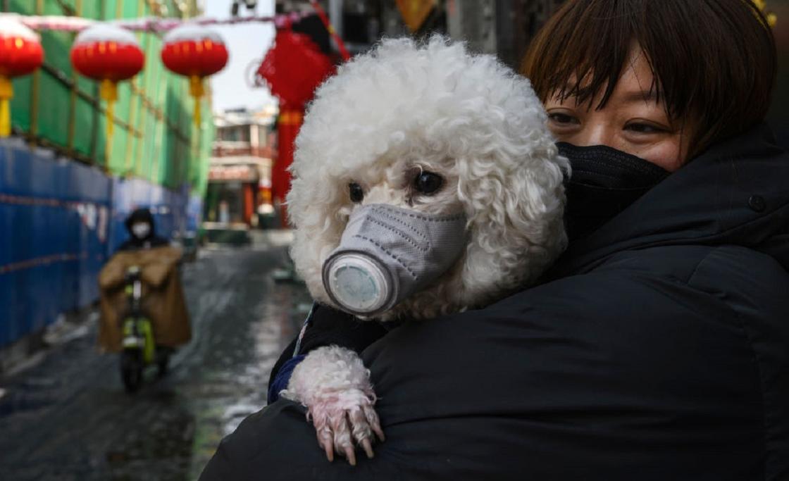 Собака впервые заразилась коронавирусом в Гонконге