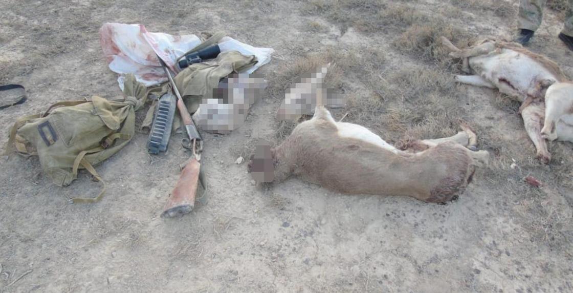 Трех краснокнижных джейранов застрелили браконьеры в Жамбылской области (видео)