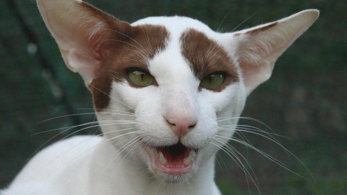 Зеленоглазая пятнистая кошка с открытой пастью и большими ушами