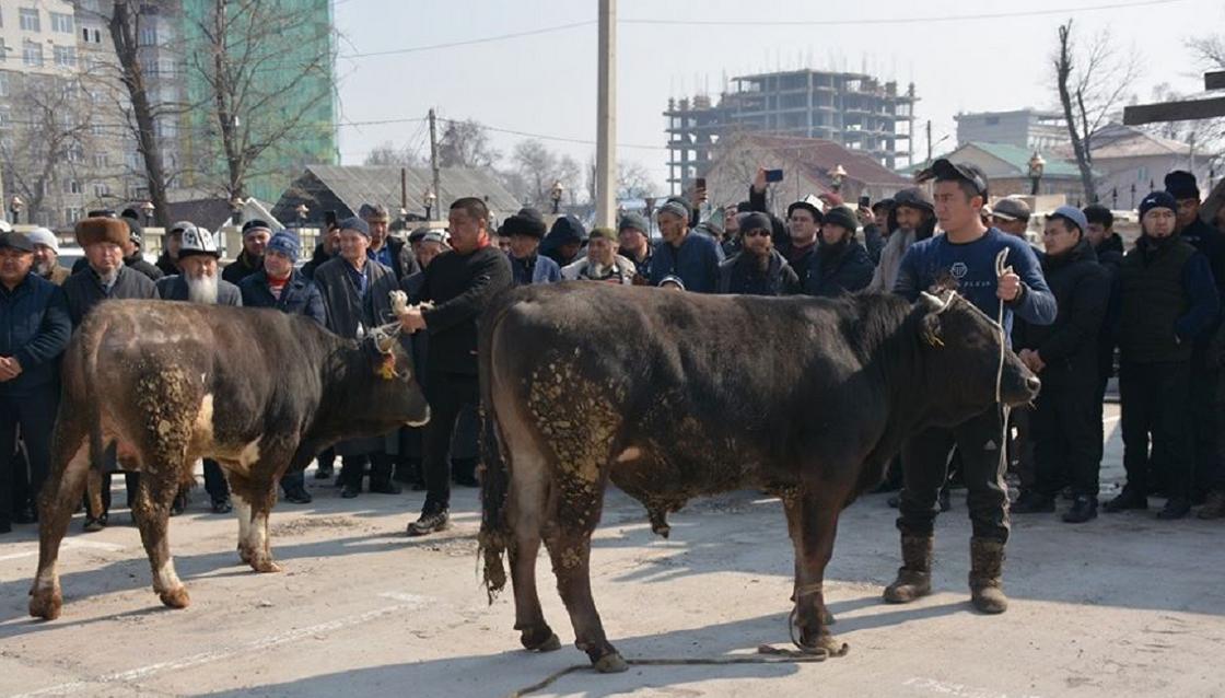 Жертвоприношение против коронавируса провели в Кыргызстане (фото)