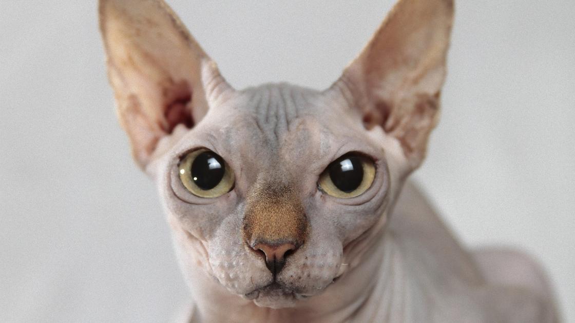 Голова бесшерстного кота с большими глазами и торчащими вверх ушами