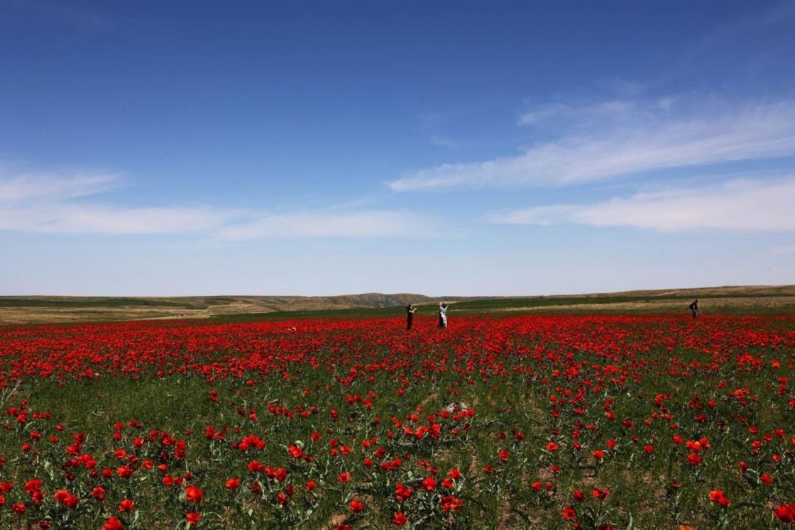 Поле тюльпанов