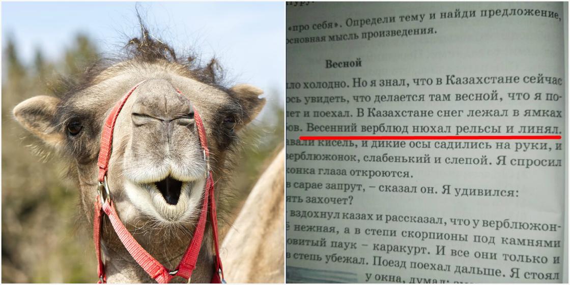 "Весенний верблюд нюхал рельсы и линял": родителей возмутили тексты в школьных учебниках "Весенний верблюд нюхал рельсы и линял": родителей возмутили тексты в школьных учебниках