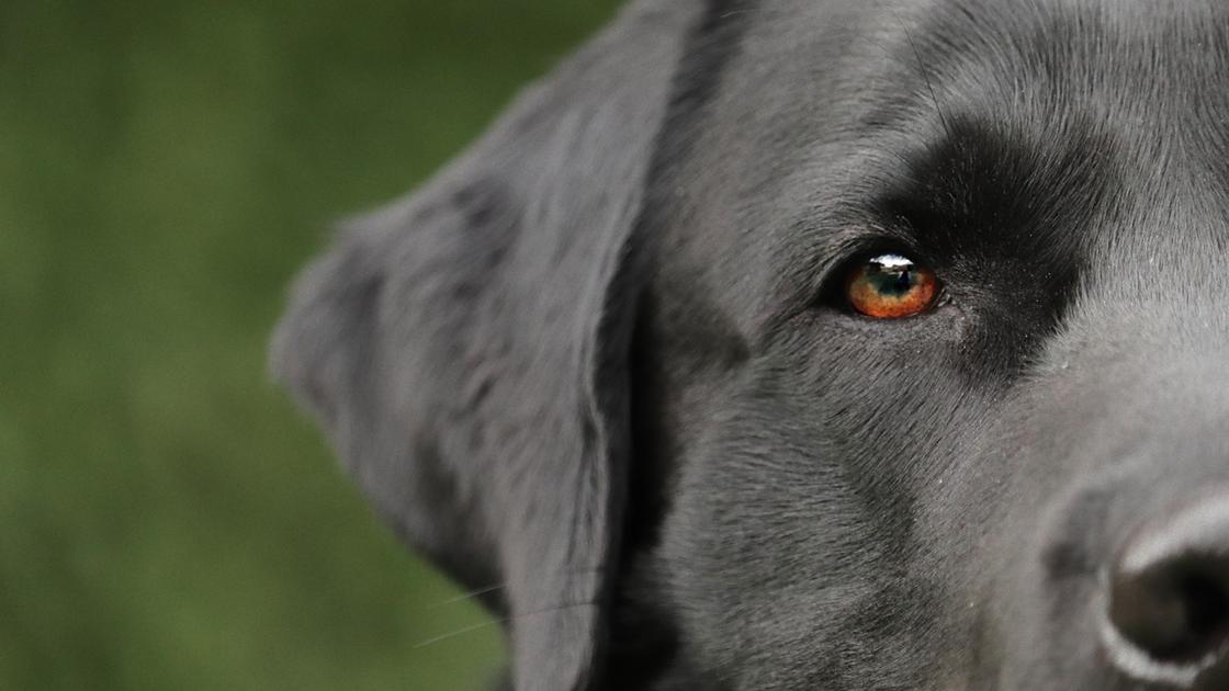 Голова черной собаки видна наполовину с одним глазом