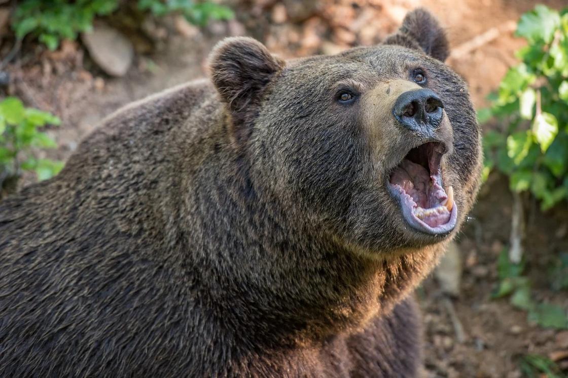 Медведь убил россиянина: подробности озвучили в Алматинской области