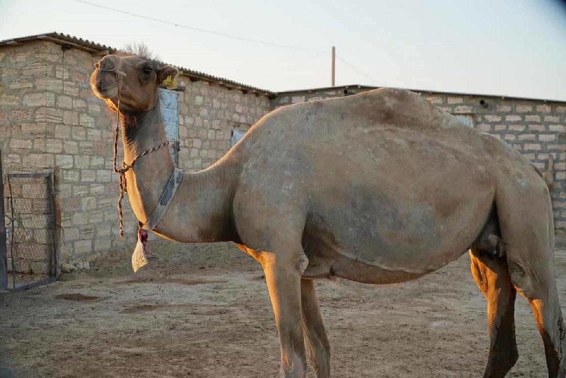 Верблюд стоит в частном хозяйстве в Мангистау