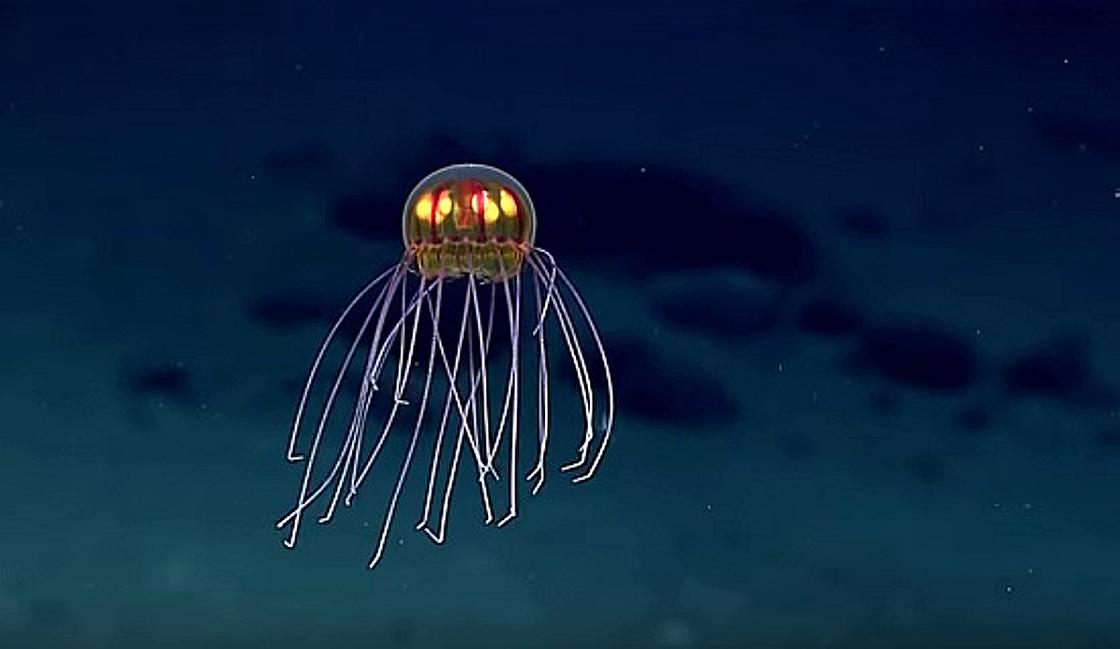 медуза в Марианской впадине
